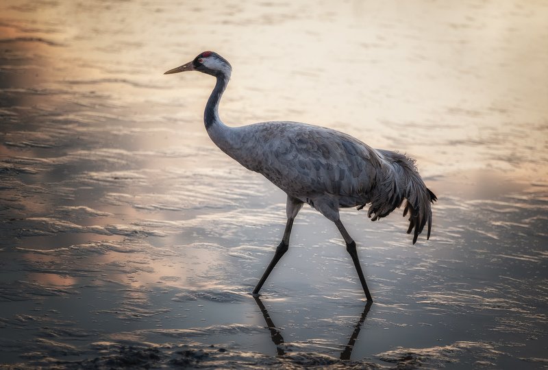 Crane\'s model walk фото превью