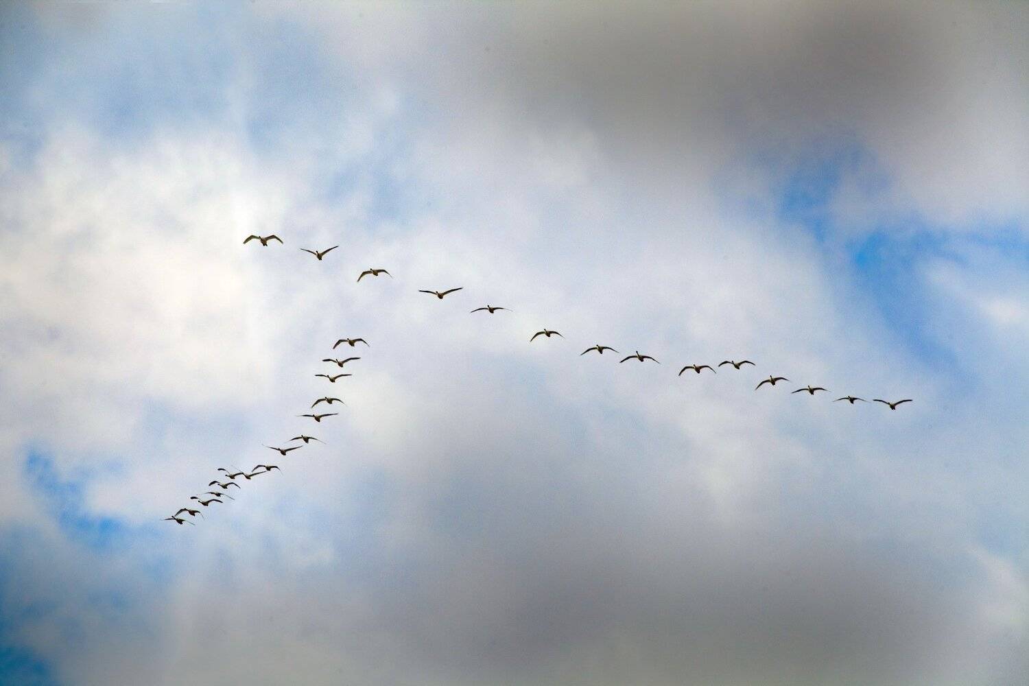 Клин, петр чиков