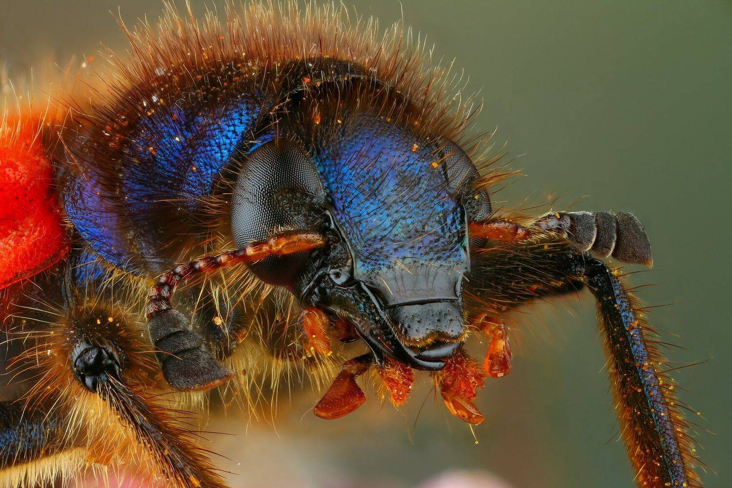 жук,макро,природа,усы,цвет,синий,портрет, Андрей Шаповалов