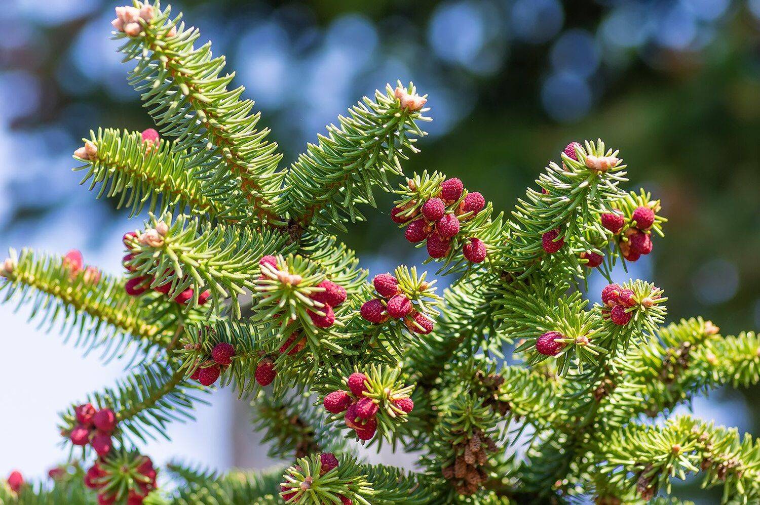 , Александр Земляной