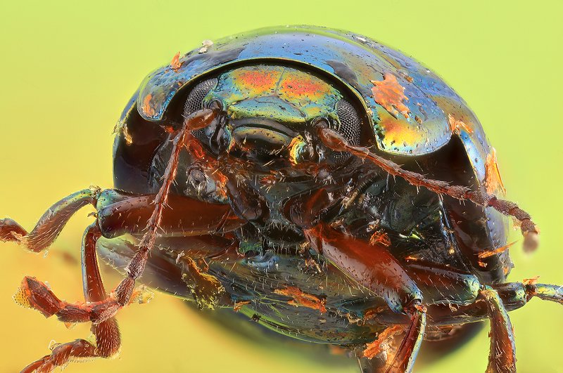 насекомое жук макро  фото превью