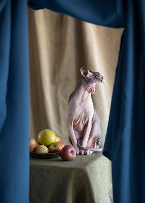 Not a vegetarian фото превью