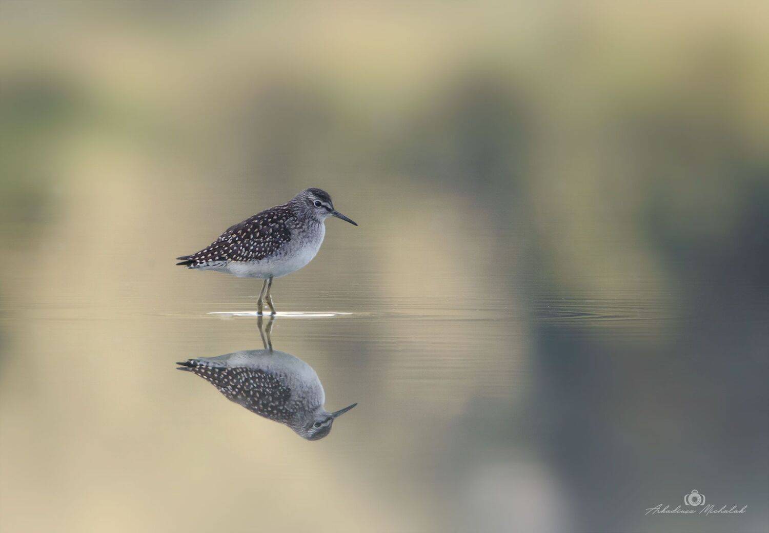 , Arkadiusz Michalak