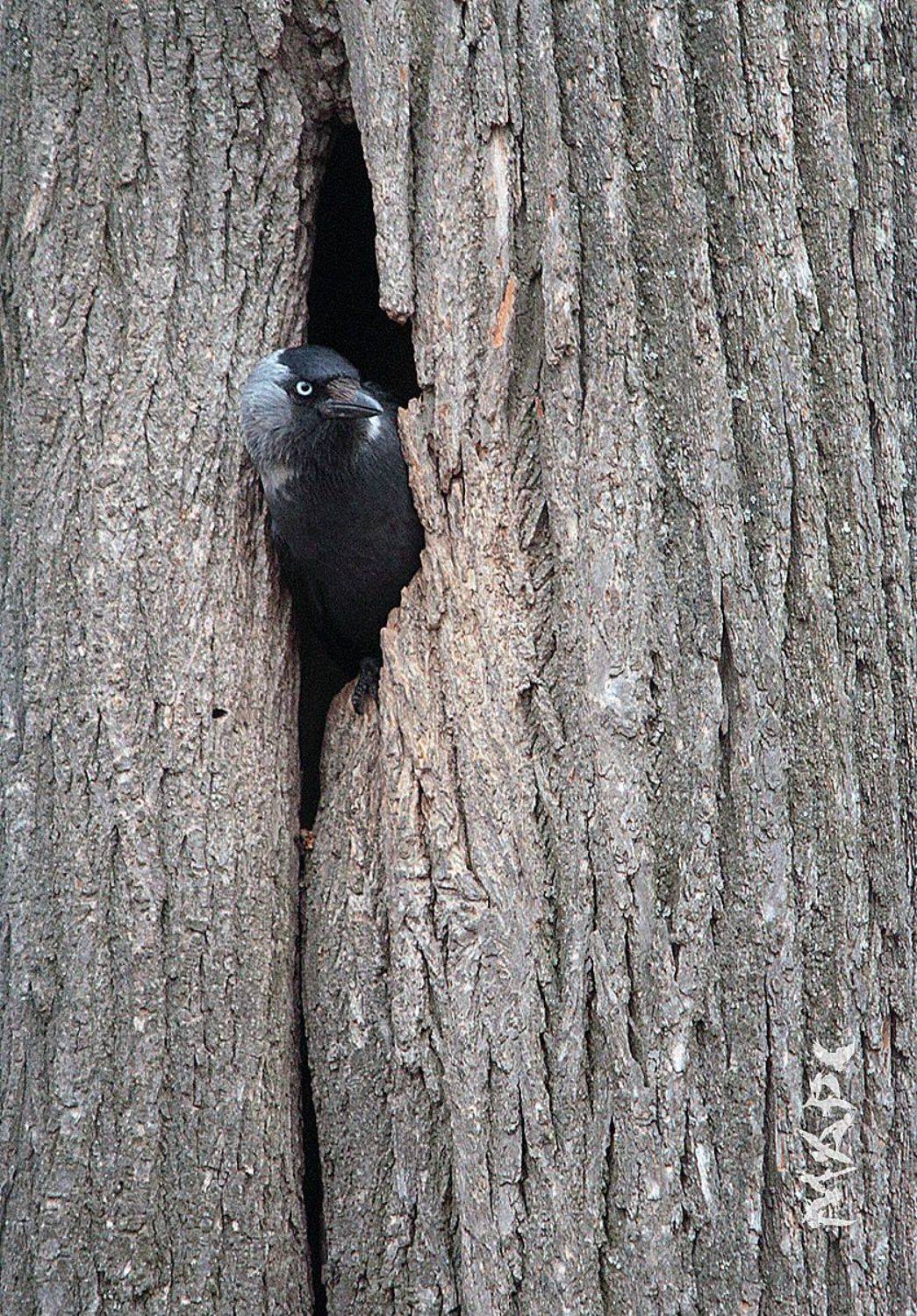 животные птицы весна галка, Шангареев Марс