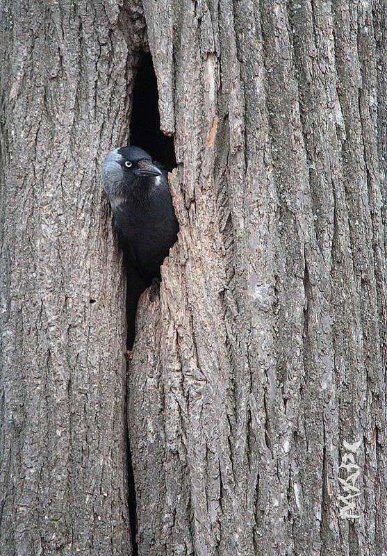 животные птицы весна галка КТО ТАМ? фото превью