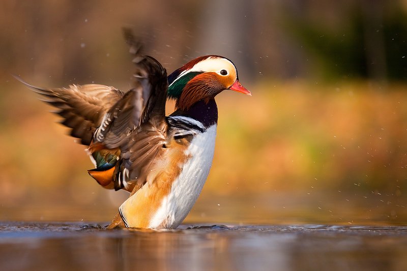 Mandarin duck фото превью