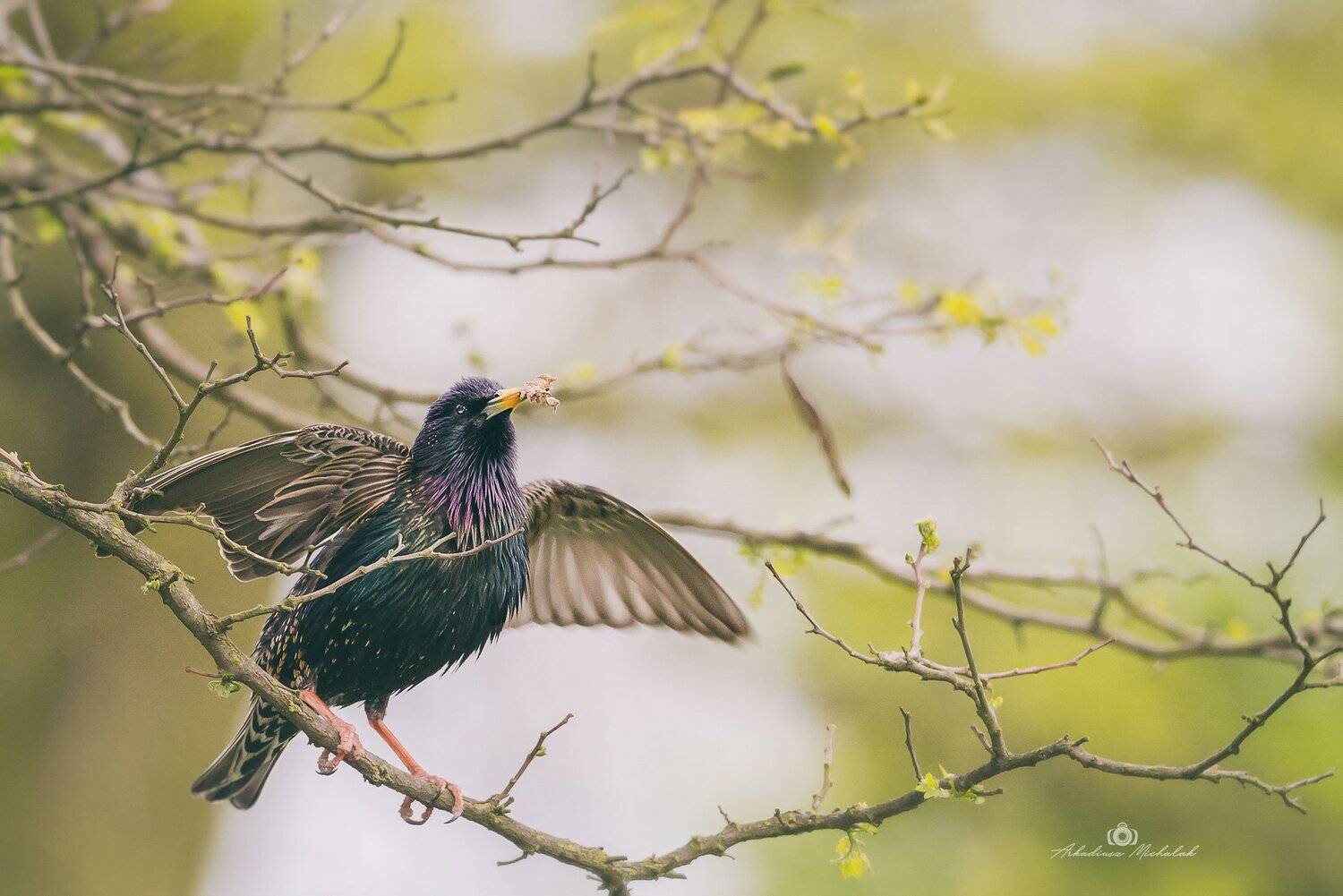 , Arkadiusz Michalak