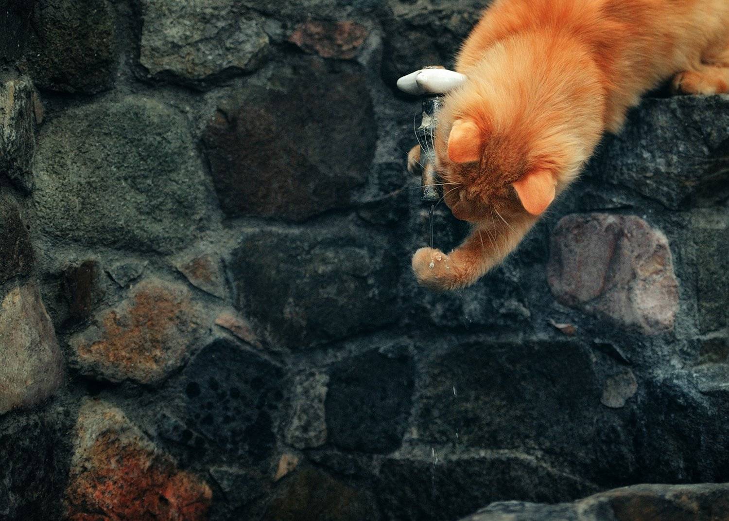 кот, вода, кран, Вьюшкин Игорь