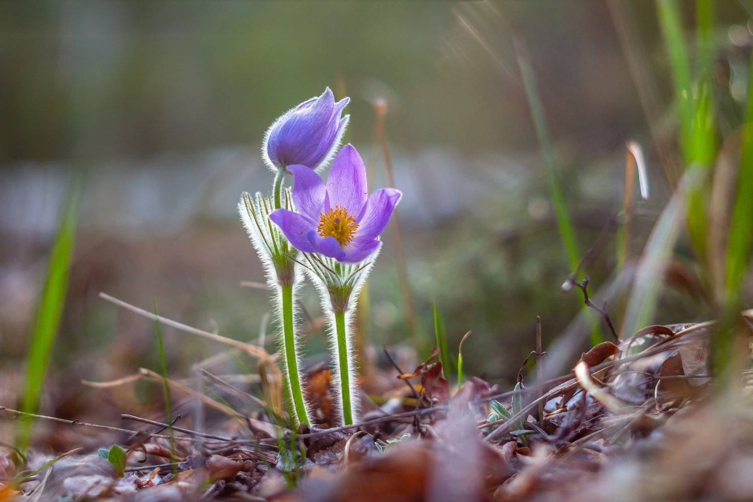 сон-трава, первоцвет, лес, заповедник, весна, Руслан Востриков