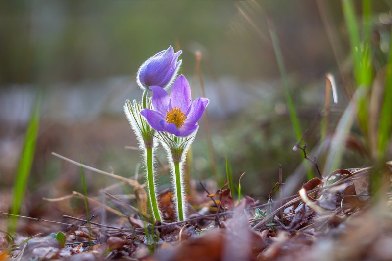 сон-трава, первоцвет, лес, заповедник, весна  фото превью