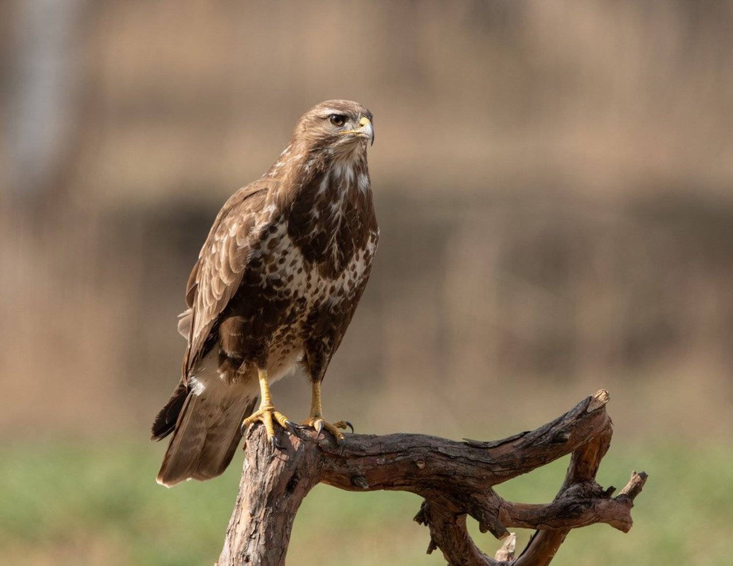 канюк, птицы, хищник,, Владимир Пакалевич