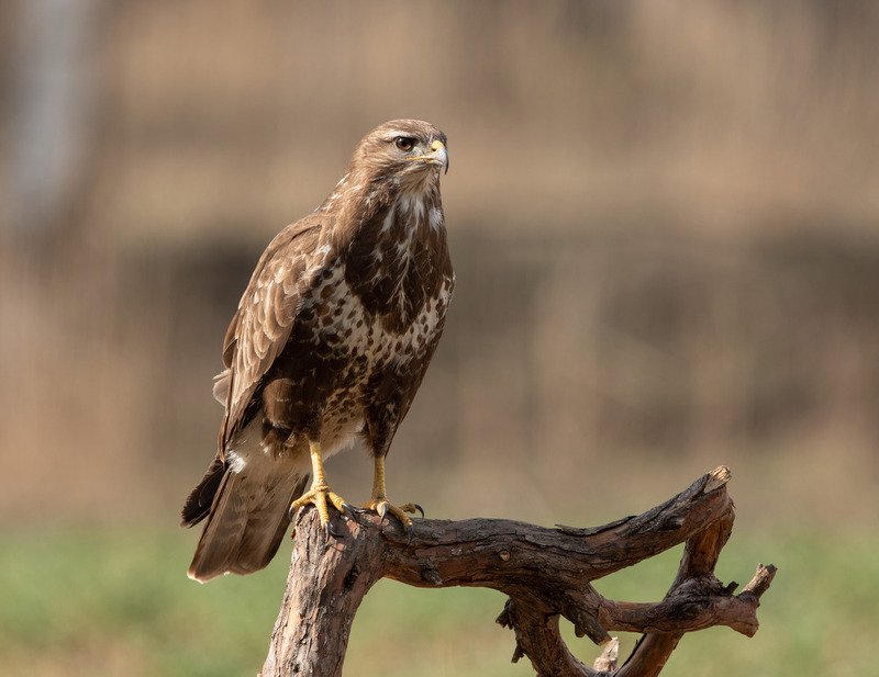 канюк, птицы, хищник, Наблюдатель фото превью