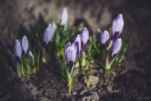 Нежные крокусы