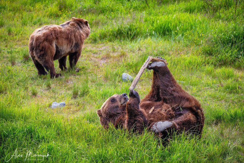 Время игр для мишек гризли фото превью