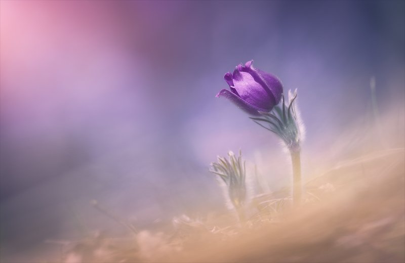 Нежность. фото превью