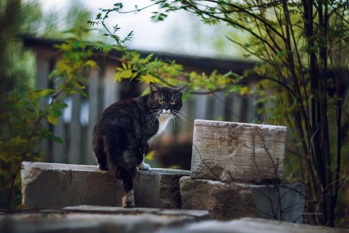 Назаборные коты