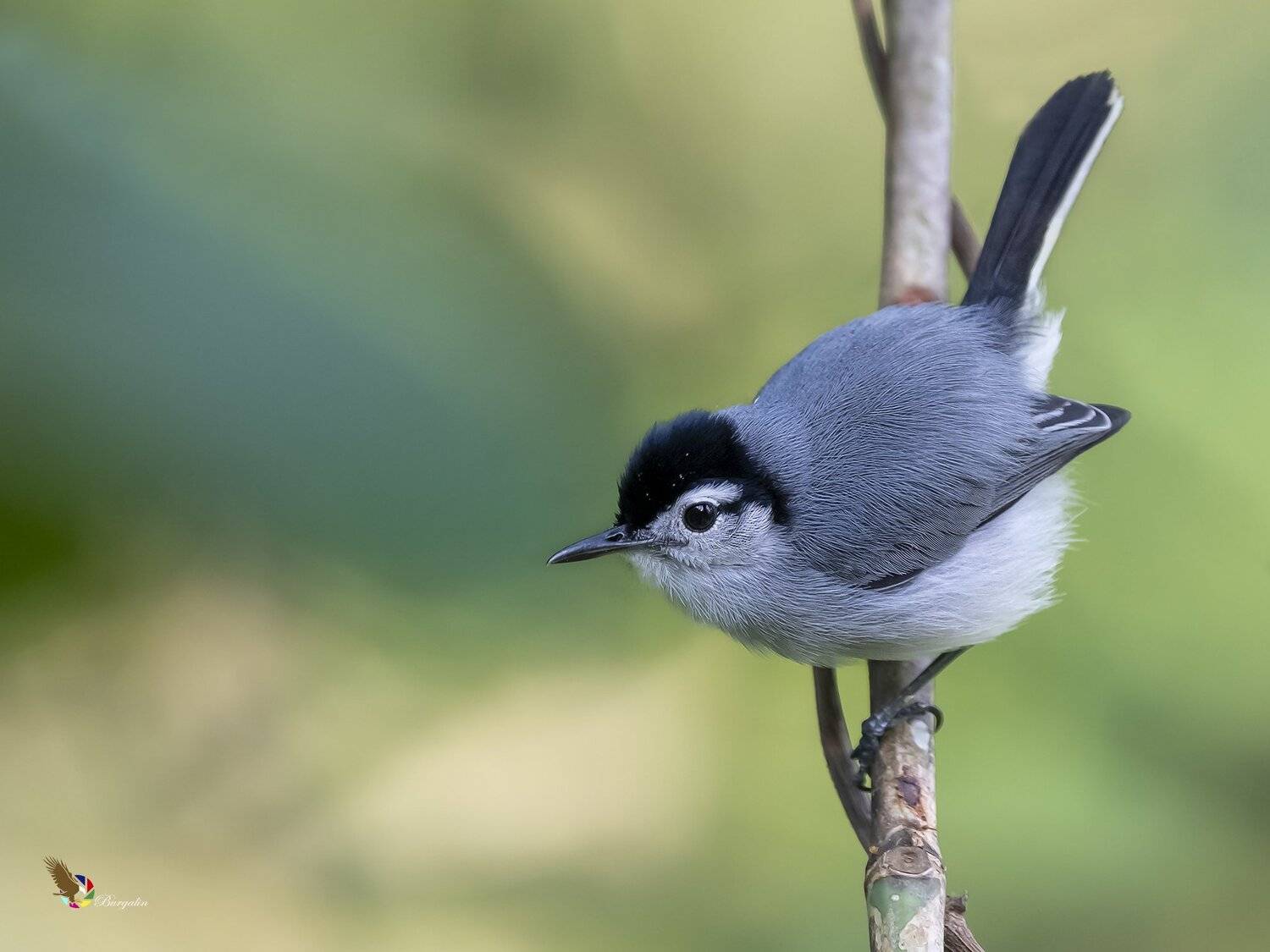 , Fernando Burgalin Sequeira