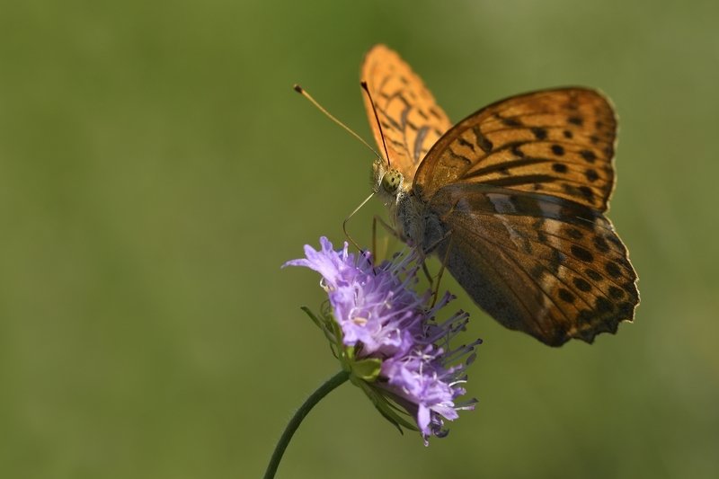 бабочка  butterfly бабочка фото превью