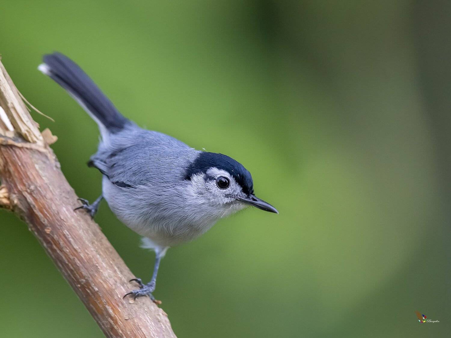 , Fernando Burgalin Sequeira