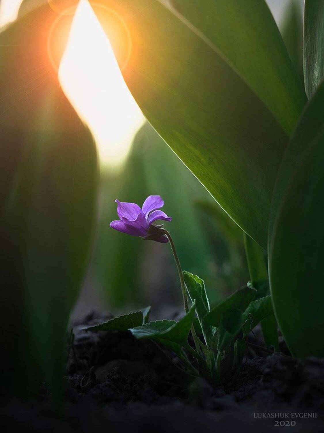 , Евгений Лукашук