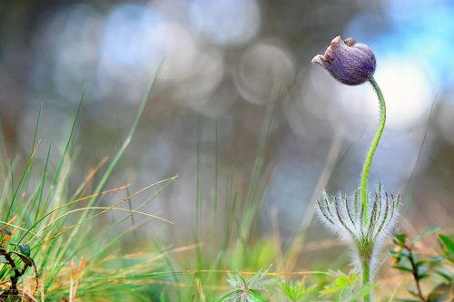 Ускользающая красота