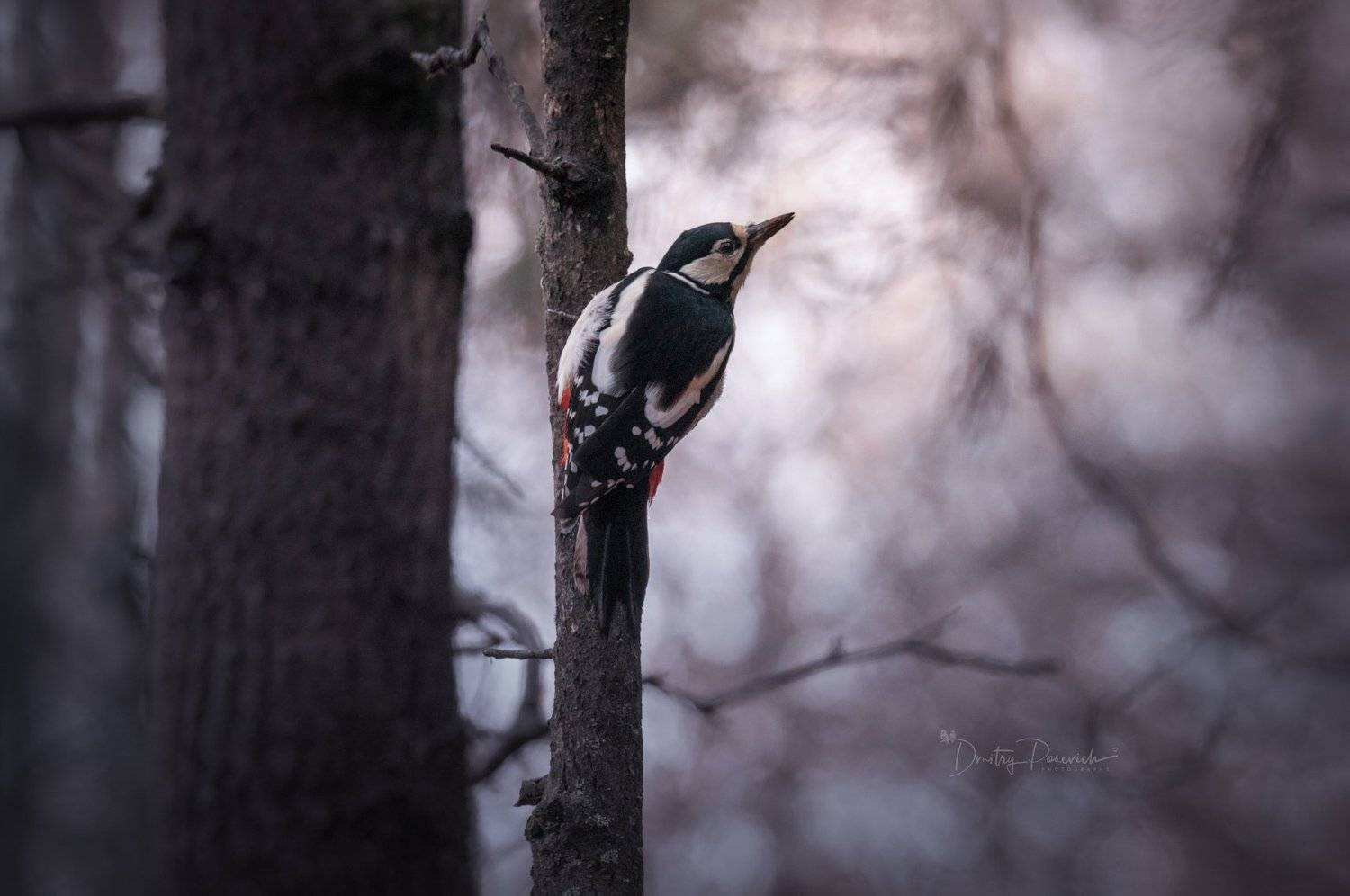 природа, лес, животные, птицы, Дмитрий Посевич