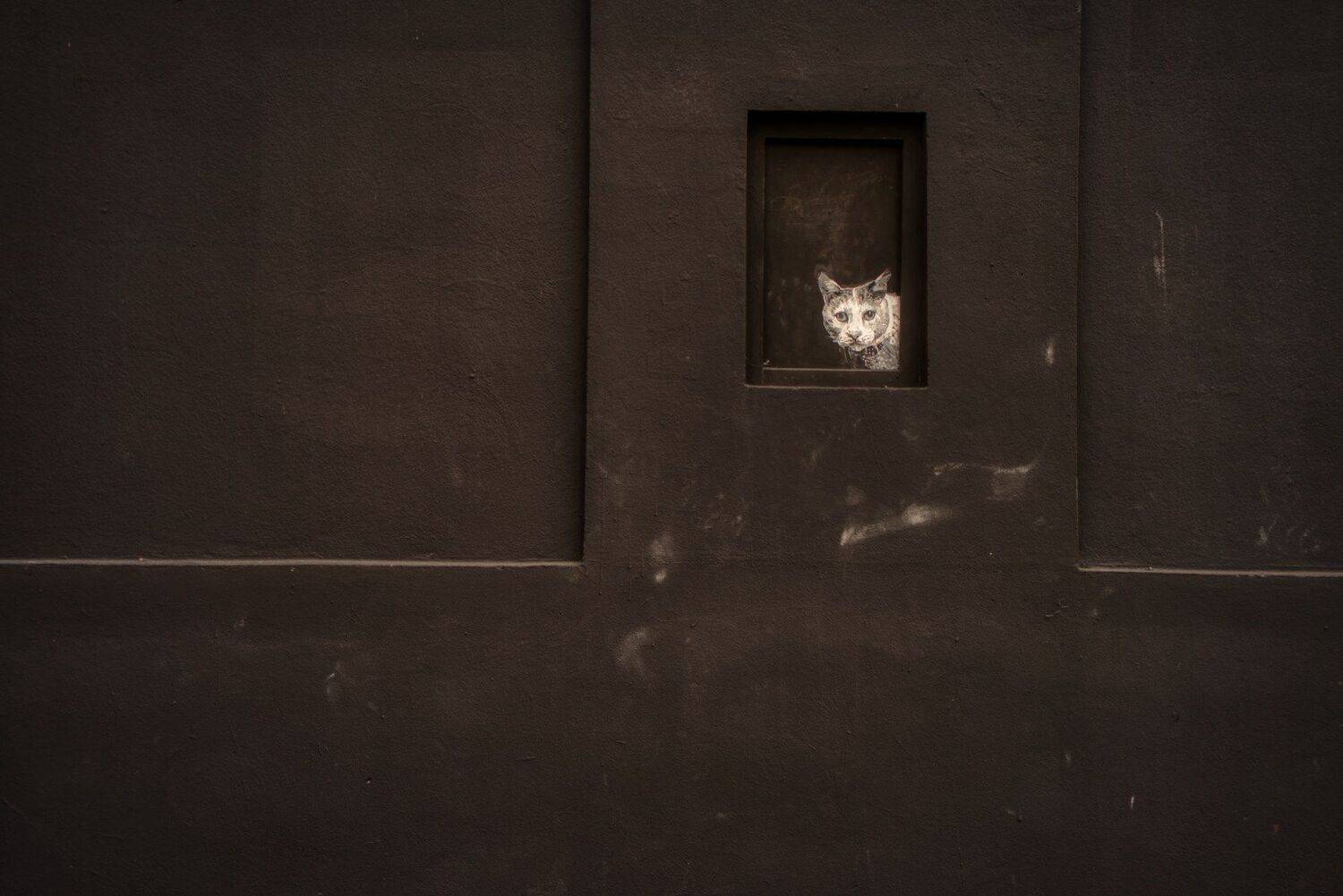 , David Solodar
