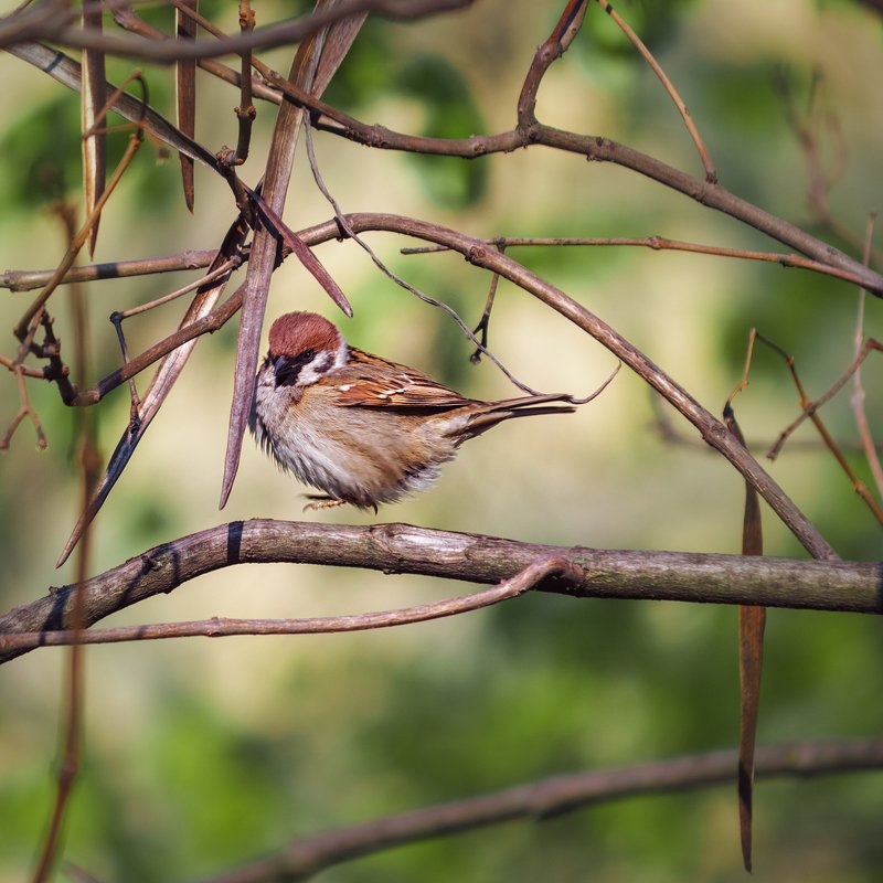 canon 55-250, beautiful, красивый, moment, момент, nature, природа, wildlife, живая, spring, весна, весенний, bird, птица, sparrow, воробей, jumping, прыгает, Маленький пушистый попрыгунчик :) фото превью