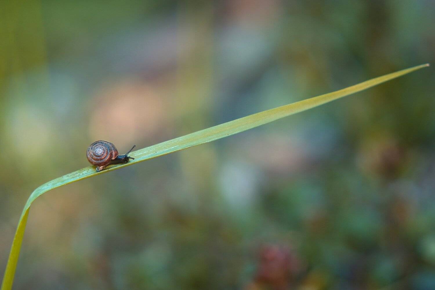 , Эдуард Колобошников