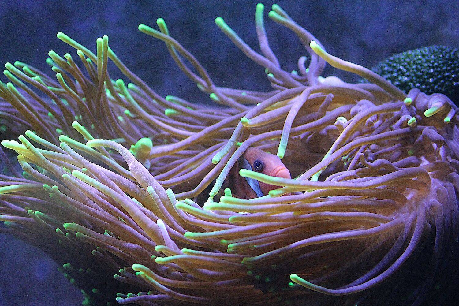 рыба-клоун актиния, Александр Зорин