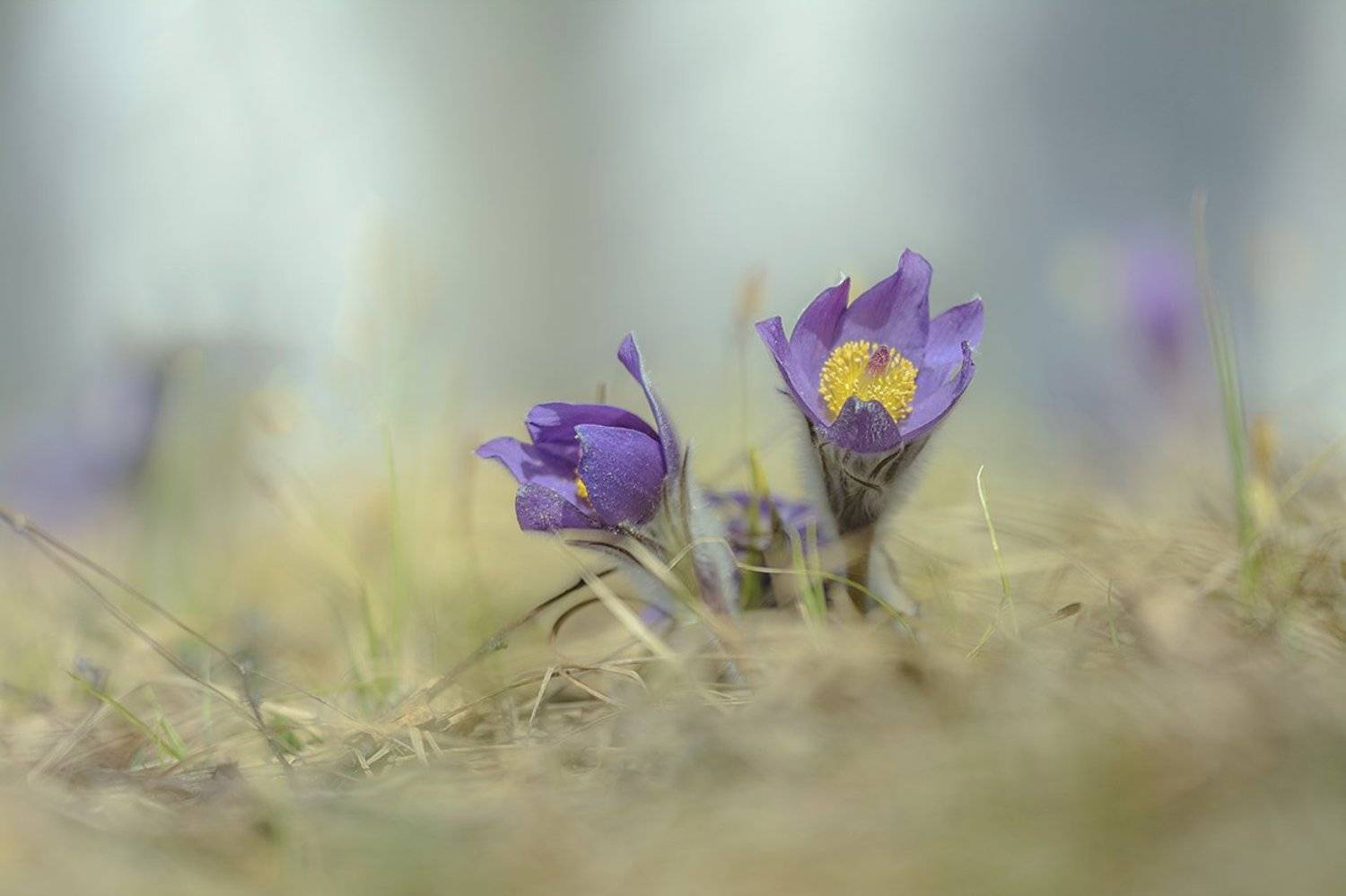 , Анатолий Зверев