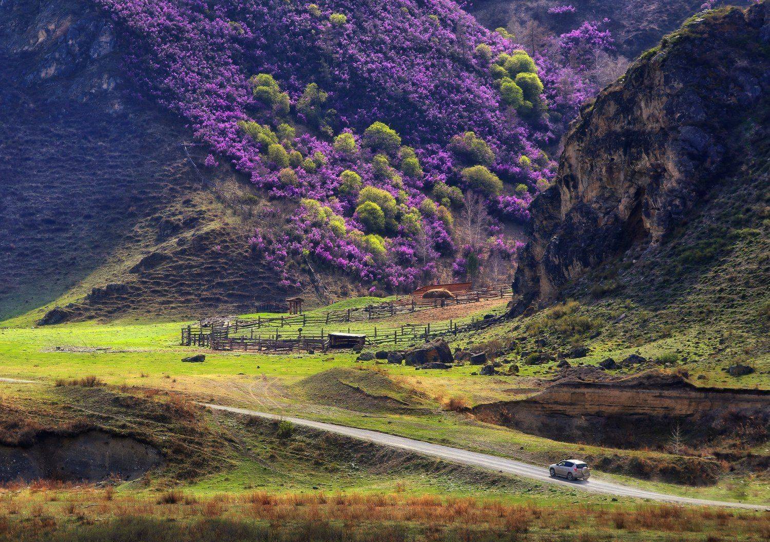 алтай, республика алтай,чемал, Галина Хвостенко