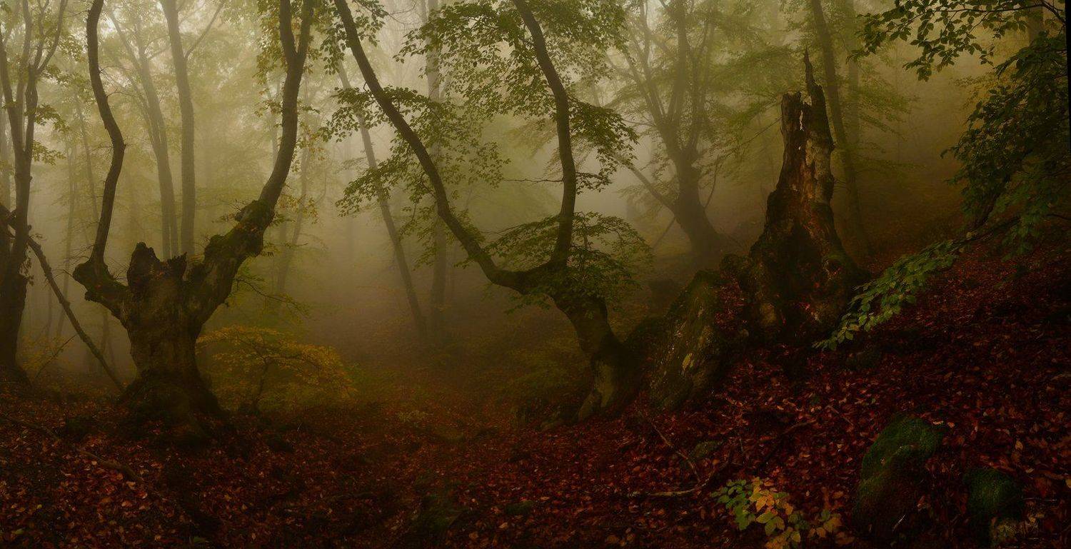 , Владимир Метцгер