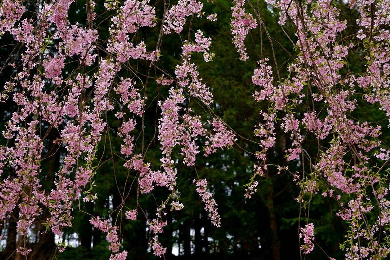 japan, spring, flower, weeping cherry, pink, veil, landscape, beautiful, nagano, contrast Weeping cherry blossom фото превью
