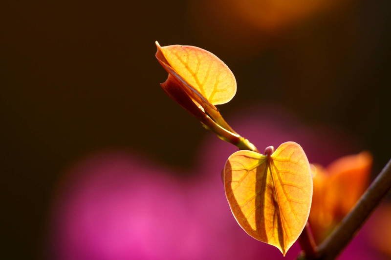 south korea, seoul, spring, lilac, bokeh, backlight, macro, violet, beautiful, close-up, flower, transparent, silhouette New leaves фото превью