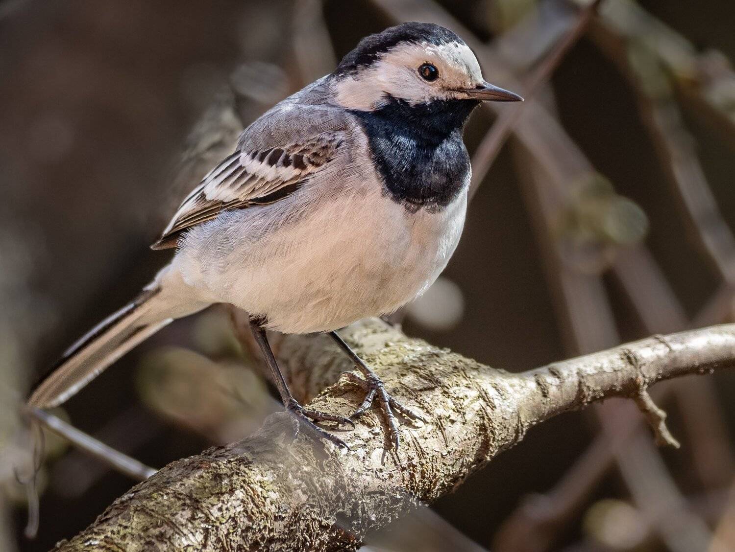 , Курлянцев Алексей