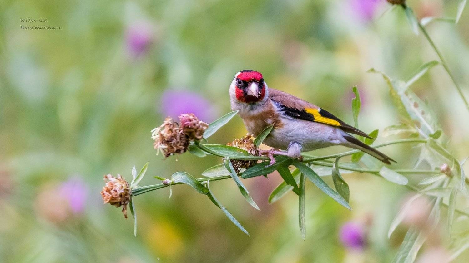 Птицы, ФотоОхота, Щегол, Дронов Константин