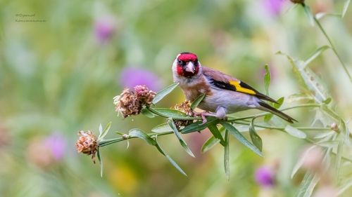 Краски лета