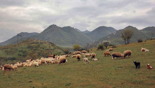 Отара..