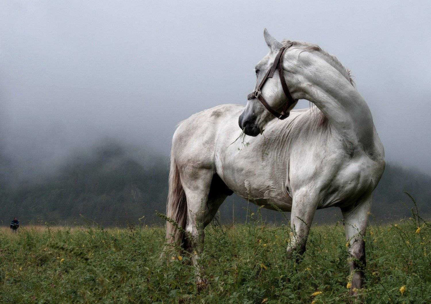 Лошадь., Марина Фомина