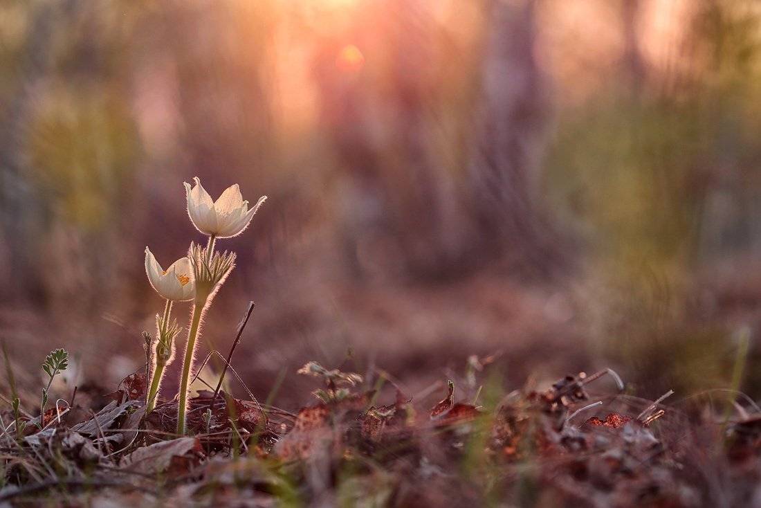 макро, природа, сон-трава, подснежник, весна, вечер, закат, прострел, Sokolova Tatiana