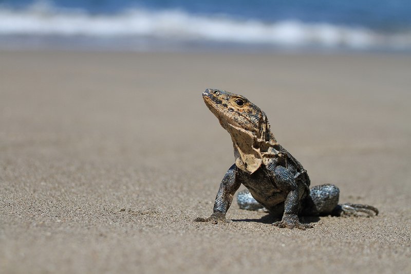 costa rica Зверушки Коста Рики фото превью