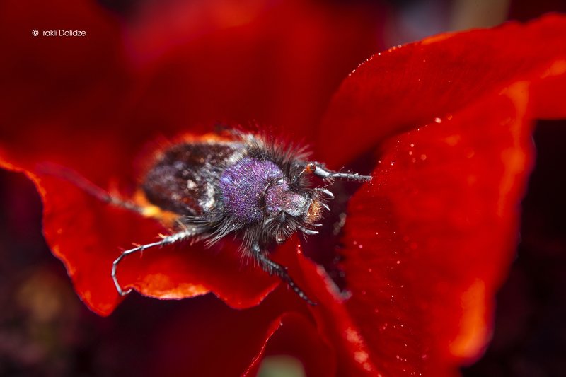 spring, macro, close up, red, stayhome, home, indoor, макро, природа, животные Гость фото превью
