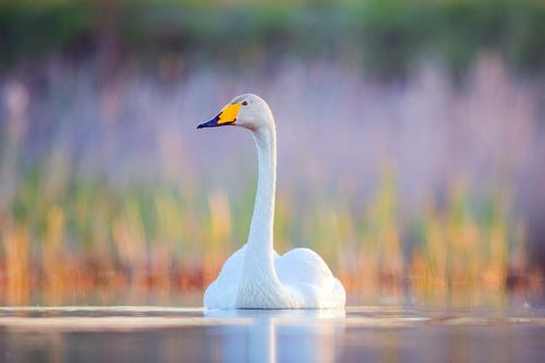 Whooper swan