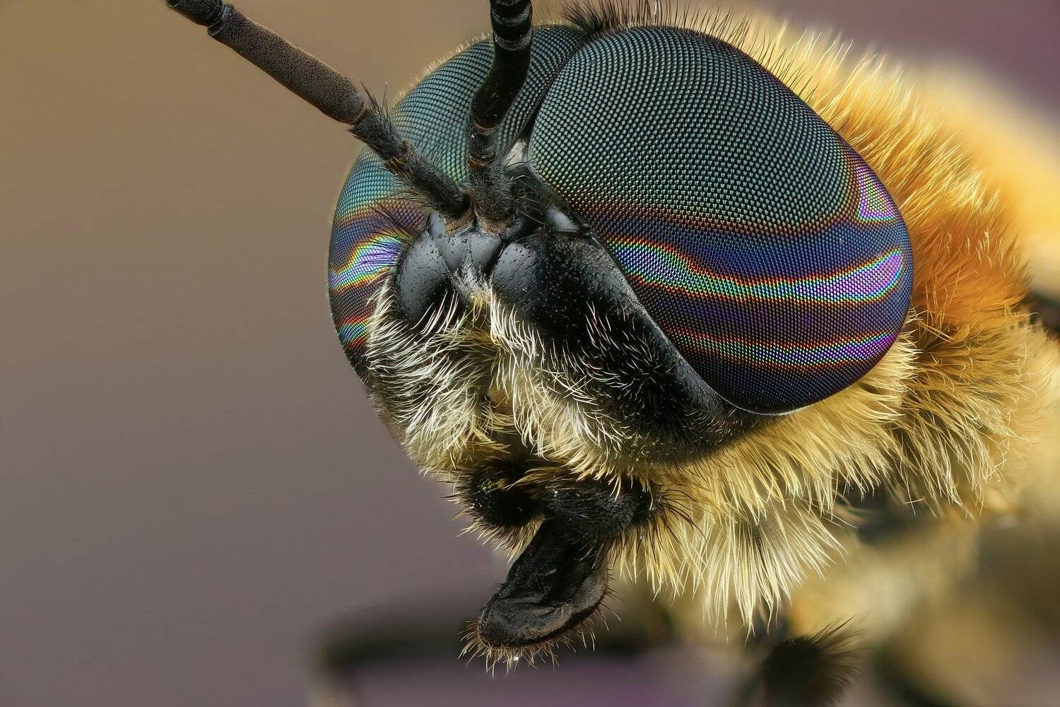 муха,макро,природа,усы,цвет,глаза,портрет, Андрей Шаповалов