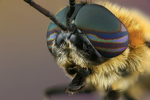 Длинноуска