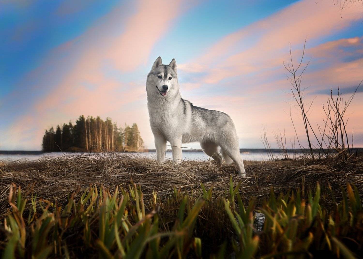 , Андрей Ершов