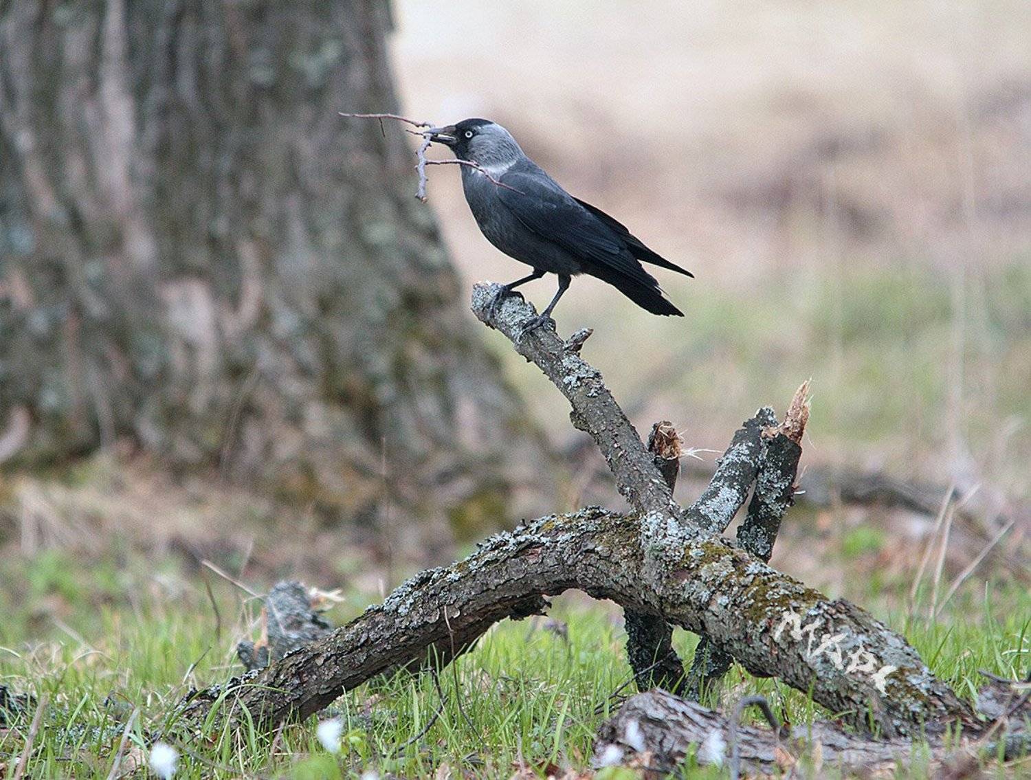 животные птицы весна галка, Шангареев Марс