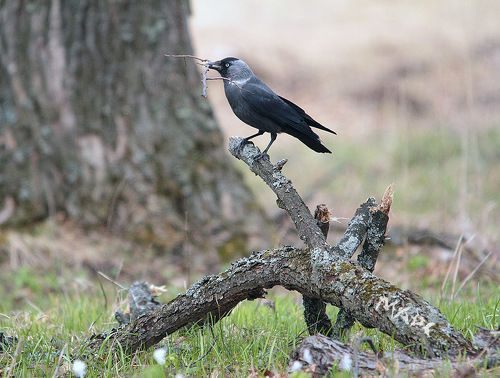 Веточка к веточке