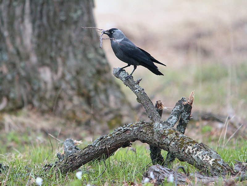 животные птицы весна галка Веточка к веточке фото превью